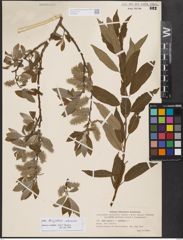 Salix burjatica Nasarow